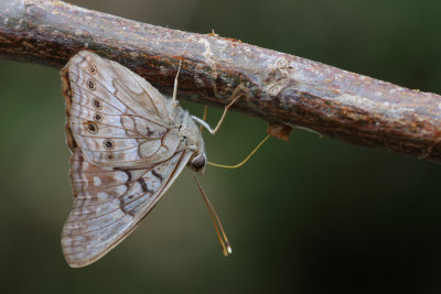 Tawny Emporer.jpg