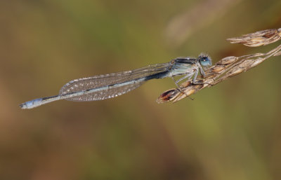 Familiar Bluet.jpg