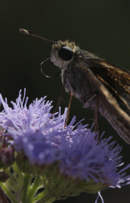 Skipper on Bluemist flower.jpg