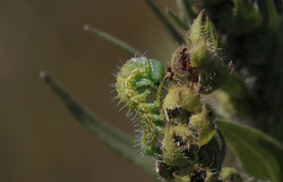 caterpillar.jpg