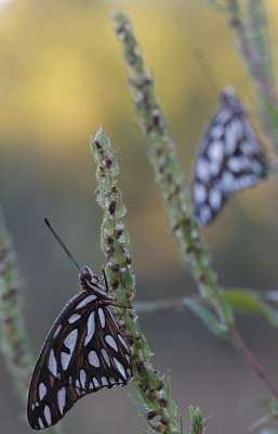 Gulf Fritillaries.jpg