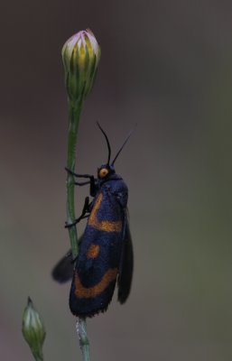 Moth.jpg