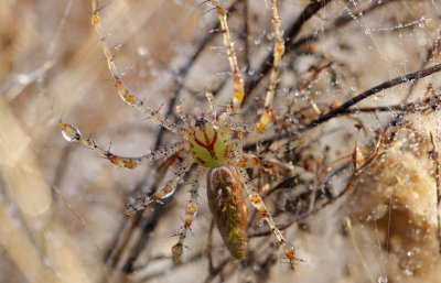 Lynx Spider1.jpg