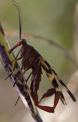 male Scorpion Fly.jpg