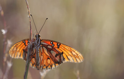 Gulf Fritillary.jpg