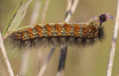 caterpillar.jpg
