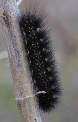 caterpillar.jpg