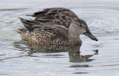 Blue-winged Teal.jpg