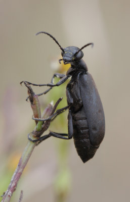 Beetle1.jpg