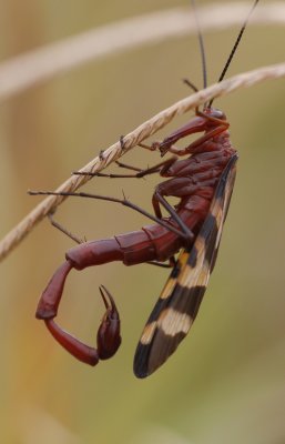 Scorpion Fly.jpg