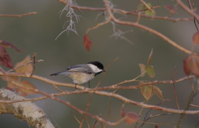 Chickadee.jpg