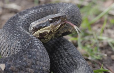 Eastern Cottonmouth.jpg