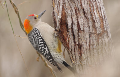 Golden-fronted Woodpecker.jpg
