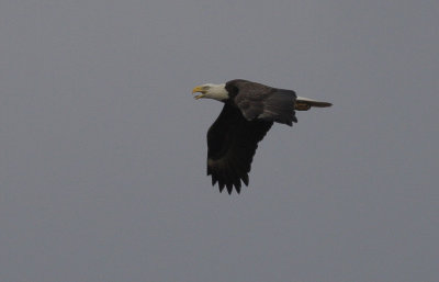 Eagle1.jpg