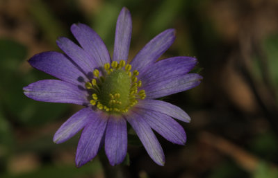 Ten-petal Anemone3.jpg