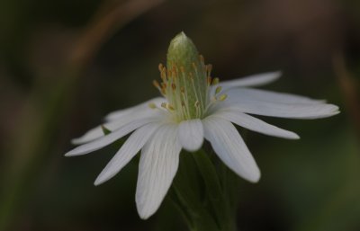 Ten-petal Anemone2.jpg