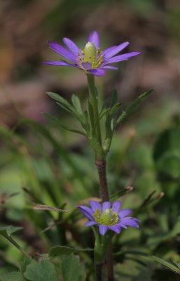 Ten-petal Anemone1.jpg