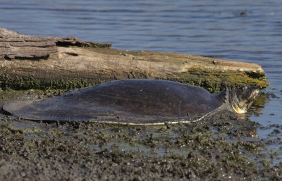 Softshell Turtle.jpg