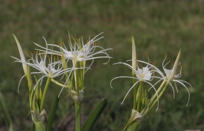 Spider lily.jpg