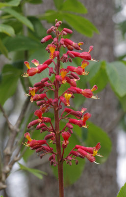 Red Buckeye.jpg