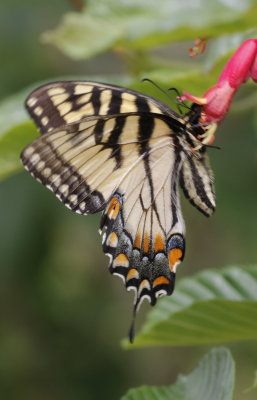 Eastern Tiger Swallowtail.jpg