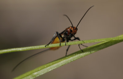 parasitic wasp.jpg