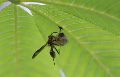 Wasp under a leaf.jpg
