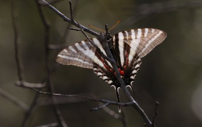 Big Thicket National Preserve