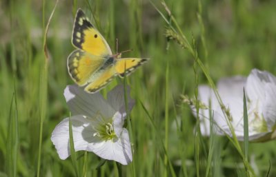 Orange Sulphur.jpg