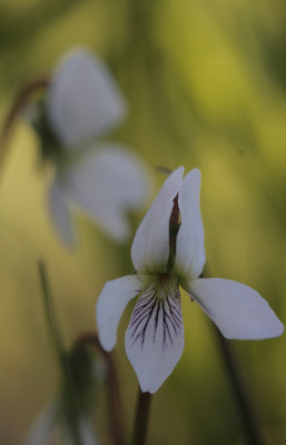 Bog White Violet.jpg