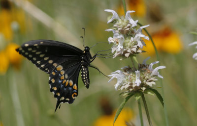 Black Swallowtail.jpg