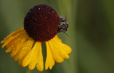 Purple-Head Sneezeweed and Bee.jpg