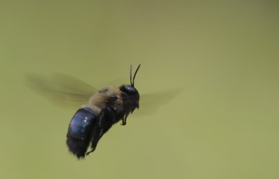 Carpenter Bee.jpg