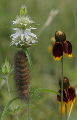 Woollybear.jpg