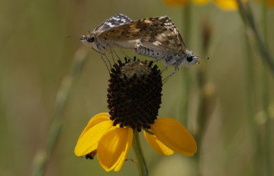 Checkered Skippers.jpg