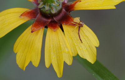 Crab Spider.jpg