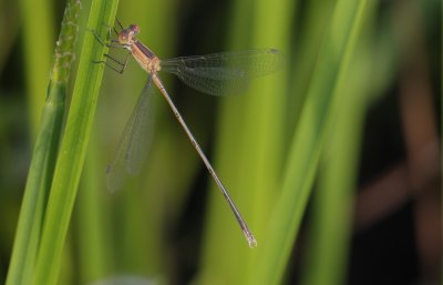 immature Spreadwing.jpg