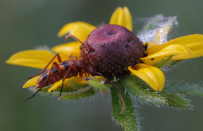 Flower Longhorn Beetle.jpg