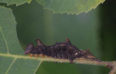 caterpillar.jpg