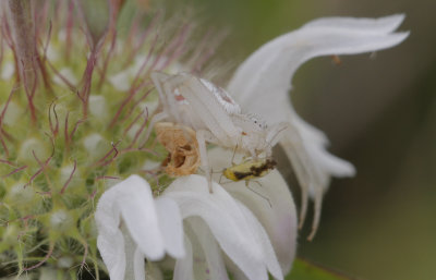 Crab Spider.jpg