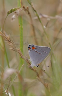 Gray Hairstreak.jpg