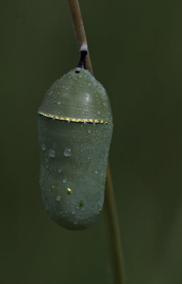 g1/67/427067/3/113062551.pEvLwort.jpg