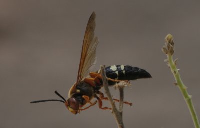 Cicada Killer.jpg