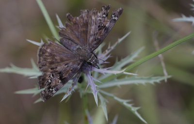 Juvenals Duskywing.jpg