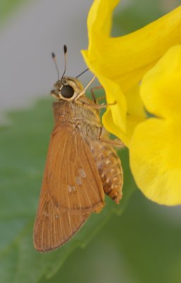 Skipper.jpg
