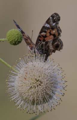 Painted Lady.jpg