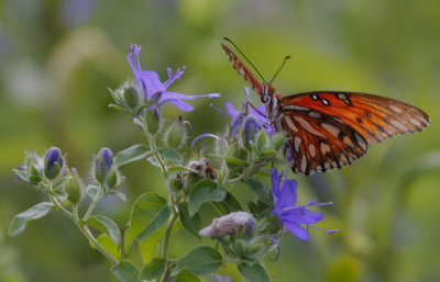 Gulf Fritillary.jpg
