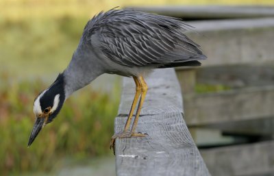 Yellow-crowned Night Heron.jpg