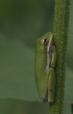 Green Tree Frog.jpg