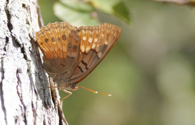 Tawny Emporer.jpg